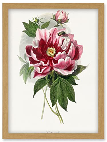 Wee Blue Coo Vintage Pink Red Peony Bloom Flowers Floral Classic Pretty Illustration Artwork Framed Wall Art Print A4
