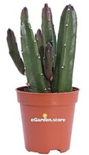 Pianta di Stapelia Leendertziae pianta grassa ornamentale da intenro pianta succulenta da arredo vera venduta da eGarden.store