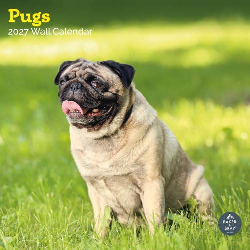Mops Kalender 2024 | Quadratischer Wandkalender | 16 Monate | Baker and Bray