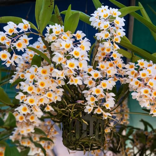 400 pcs Dendrobium nobile orchidee samen - blumenwiese samen mehrjährig winterhart orchideen, nachhaltige produkte blumenwiese wildflower summer bonsai topf praktische geschenke wiesenblumen