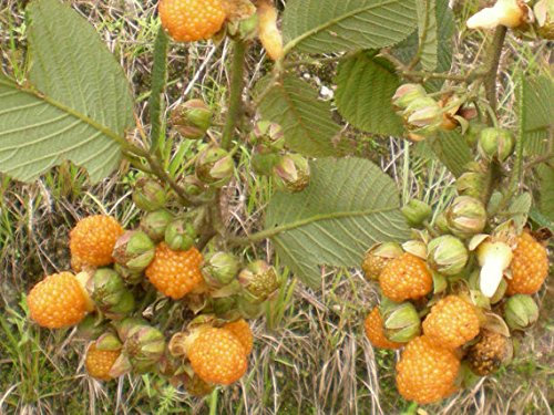 Lampone Giallo, Rubus Ellipticus, 10 Semi