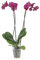 KENTIS - Orchidea Phalaenopsis Fucsia - Piante Vere da Interno - Pianta Fiorita da Appartamento - H 60-70 cm Vaso Ø 12 cm