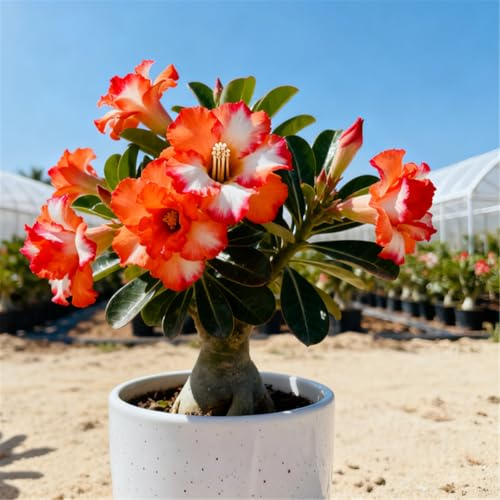 CUIKWA Rosa del deserto magnifica/Rosa del deserto perenne/Tubero/Decorazione d'interni resistente al freddo-5 PCS-I