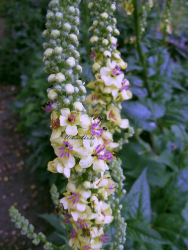 Staudenkulturen Wauschkuhn Verbascum chaixii 'Alba' - Königskerze - Staude im 9cm Topf