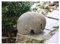 Der Naturstein Garten Elefant aus einem echtem Flußkiesel 15 cm lang - Elephant Granitelefant