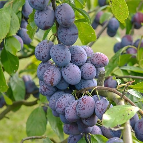 Hanita®, robuste Zwetsche, Buschbaum (kleinbleibend), 120-140 cm, im Topf