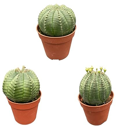 Euphorbia obesa, 5.5CMØ, 6-10CM Hoch (3 Stück)
