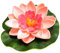 pulunto Künstliche Blume, schwimmend, lebensechte Seerose für Teich, C1O9, Dekoration, Mikro-Gartenlandschaft, 10 cm