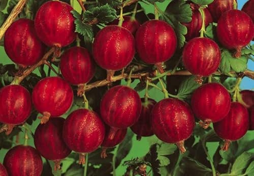 Uva Spina Rossa (Ribes uva-crispa) – Pianta da Frutto H ca. 60–80 cm in Vaso Ø18 cm – Frutti di Bosco Dolci e Diuretici – Coltivabile anche in Vaso – FOTO REALI