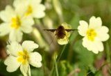 JustSeed - Wild Flower - Primula vulgaris - Common Primrose - 50 Seeds