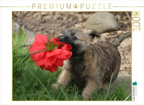 CALVENDO Puzzle Cairn Terrier Welpe | 1000 Teile Lege-Größe 64 x 48 cm Foto-Puzzle für glückliche Stunden