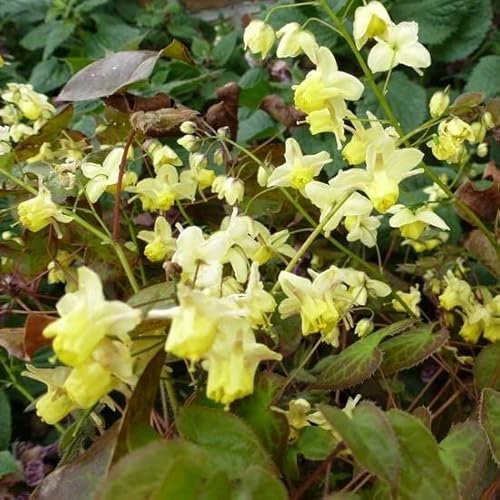 6x Elfenblume 'Black Sea' - Epimedium pinnatum ‘Black Sea’ - Topf 9x9cm