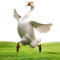 Rasenente, lustige Ente Gartendekoration, Acryl-Enten- -Pfähle, niedliche multifunktionale dekorative Rasenpfähle für Geburtstage, Partys und Hochzeiten
