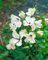 Clematis viticella 'Alba Luxurians' 100-150 cm - Italienische Waldrebe, weiße Blüten mit grünen Spitzen, Blütezeit Juni-September, ideal für Rankgerüste, pflegeleicht