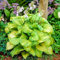 Hosta Guacamole Pflanze Funkie Gartenfertige Pflanzen Immergrüne Outdoor-Pflanze im Topf