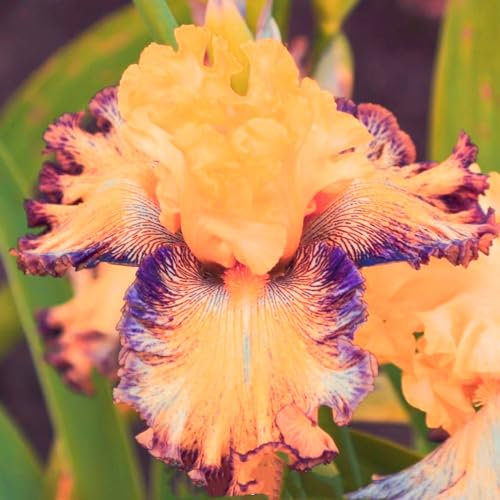 Iris Zwiebeln-Winterhart MehrjäHrig,Iris Blumenzwiebeln,Iris Pflanze,Iris Knollen Mix,Schwertlilien Winterhart Knoll,Iris Blumen,Bonsai Pflanze,Gartenblumen-15zwiebeln-a