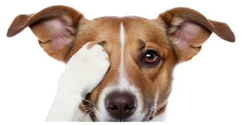Jack Russell Terrier 3D Autoaufkleber, Decken Sie die Augen des Jack Russell Terrier, Reflektierend Wasserfest, PVC-Material, Braun und Weiß, für Auto, Laptop und Kühlschrank ((15cm/5.91inch))