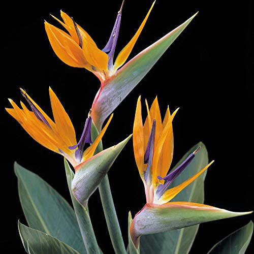 Suttons Strelitzia Bird of Paradise House Plant, Tropical Orange Flowers, Ideal for Houseplants, Patio Pots, Containers, Beds and Borders, 1 x 13cm Potted Plant