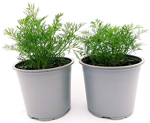 POWERS TO FLOWERS - ANETHUM GRAVEOLENS, ANETO, VASO 14CM, piante vere