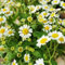 1000 pcs echte kamille samen mehrjährig, blumen balkon, winterharte pflanzen für garten, kamille saatgut (Matricaria chamomilla) kräuter fensterbank, garten pflanzen kräuterbeet für