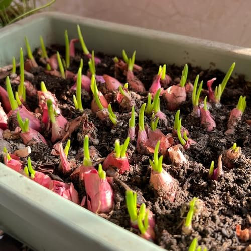 3 pcs allium zwiebeln balkonpflanzen winterhart hochbeet gemüse gemüse pflanzen winterlinge zwiebeln winterhart mehrjährig blumenzwiebeln mehrjährig winterhart gemüsepflanzen stauden