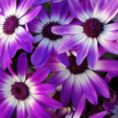 Perfect Plants Cineraria Senetti Plants Violet Bicolour - Outdoor Garden Ready Bedding Plants - Delivered in a 17cm Plant Pot - Stunning Flowers