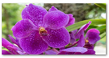 Tulup Glas-Bild Wandbild aus Glas - Wandkunst - Wandbild hinter gehärtetem Sicherheitsglas - Dekorative Wand für Küche & Wohnzimmer 140x70 - Blumen & Pflanzen - Orchidee - Lila