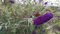Buddleia davidii 'Black Knight' / Arbre aux papillons à fleurs pourpres/Conteneur de 3 à 4 litres