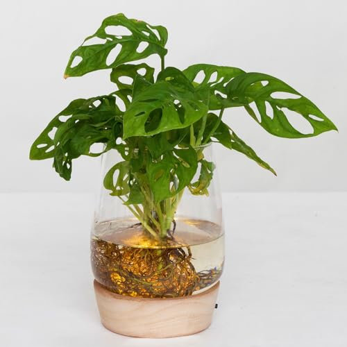 Monstera 'Water Roots' in Glasvase ohne Erde Ø 12cm, mit LED-Holzuntersetzer