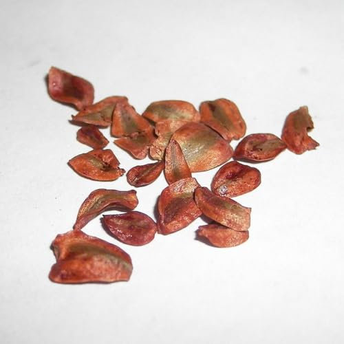 Coast Redwood Seeds | Sequoia sempervirens Tree Seeds - Trusted UK Stock, 10 Seeds