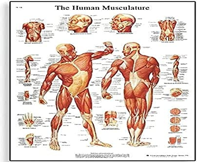 3B Scientific Lehrtafel „Die menschliche Muskulatur“, unlaminated