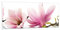 Panorama Bilder auf Glas 100x40cm Glasbild Magnolie blume natur pflanze Groß Wanddeko Bild im Glas Schlafzimmer Küche Wandbilder Dekoration Wohnzimmer Modern Wand Kunstdruck Art GAB100x40-2641
