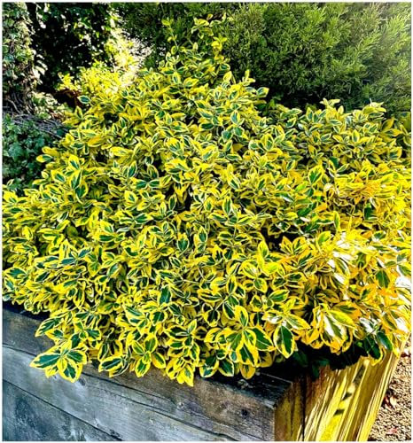GrowOn Shrubs [x3] Euonymus Fortunei Spindle Bush 'Emerald n Gold' | Multi-Pack | Evergreen Shrubs | Outdoor Garden Ready Plants | Summer Flowering | Green Flowers