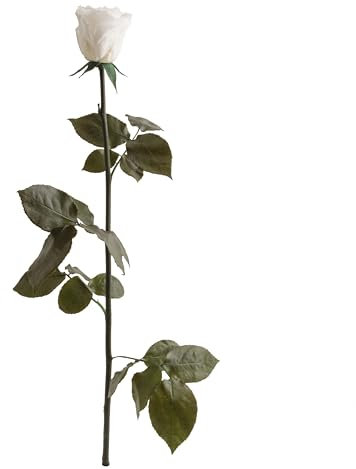 Infinity Rose Weiß - echte ewige Rose mit Stiel 45-50cm lang haltbar 3 Jahre - Blumen weiße Deko Geschenke zur Hochzeit