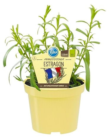 Dragoncello francese di qualità biologica – Artemisia dracunculus – Pianta di erbe in vaso da 12 cm