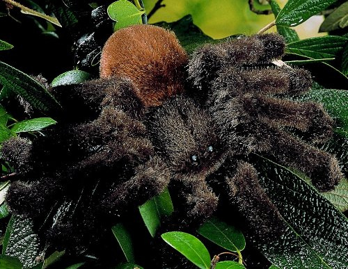 Kösener Vogelspinne Therese 22 cm braun-schwarz Stofftier Stoffspinne