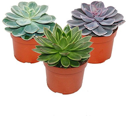Exotenherz - Set aus 3 verschiedenen Echeverien im 12cm Topf