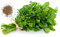 Persil Commun 2 - Sachet de 5 grammes de graines Herbes aromatique vert