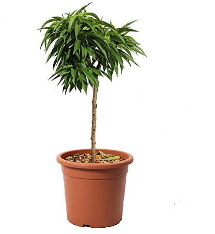 KENTIS - Prunus Persica - Pesco Nano - Piante Vere da Esterno - Pianta da Frutto da Giardino - Vaso da Coltura Ø 24 cm