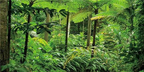 MIRRORANG 120x61cm Tropische Landschaft Terrarium Hintergrund Tropische Pflanzen Bäume Aquarium Hintergrund Regenwald Reptilien Lebensraum Hintergrund Vinyl