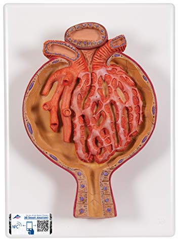 3B Scientific Menschliche Anatomie - Nierenkörperchen, 700-fache Größe + kostenlose Anatomie App - 3B Smart Anatomy