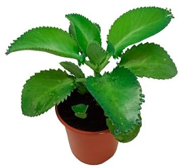 Kalanchoe Daigremontiana Planta Curandera Deja que su Energía Curativa Fluya en tu Hogar
