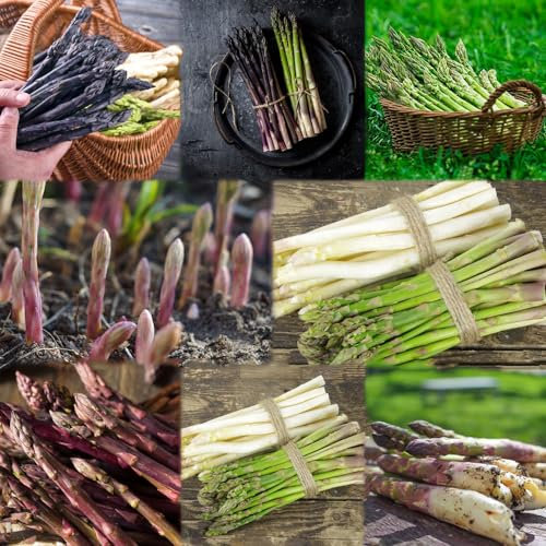 550 piezas Semillas de plantas de espárragos - Plantas en macetas resistentes, Semillas de hortalizas históricas, Plantas de balcón, Plantas de interior, Plantas en macetas de jardín