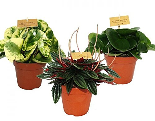 Zwergpfeffer-3er Set Peperomia Eden-Mix 3 Pflanzen 12cm Topf