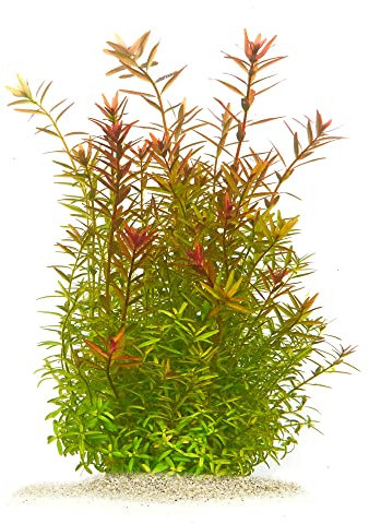 Rotala rotundifolia - Rundblättrige Rotala in vitro XL - 8,5cm Bechergröße - Hintergrund Wasserpflanzen für Aquarien