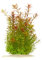 Rotala rotundifolia - Rundblättrige Rotala in vitro XL - 8,5cm Bechergröße - Hintergrund Wasserpflanzen für Aquarien