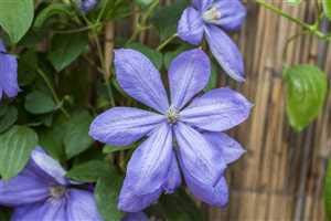 Clematis Hybride 'Mrs.Cholmondeley' Waldrebe Kletterpflanze im Topf gewachsen (40-60cm)