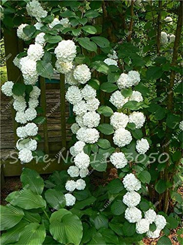 50 Pz/borsa Semi di Ortensia Rampicante Ortensia Semi di Fiori Bonsai Pianta Viburno Giardino di Casa Bella Festa di Nozze Fiore Pianta