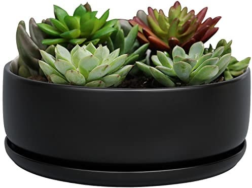 SQOWL Maceta Redonda Moderna de 8 Pulgadas de cerámica Negra para Cactus y suculentas con platillo extraíble