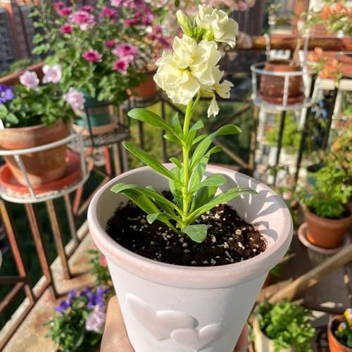 100 piezas Semillas de Levkojen Perenne - Semillas para camas elevadas, plantas de balcón resistentes Violeta africana -Matthiola incana - Cobertura del suelo resistente, regalos de
